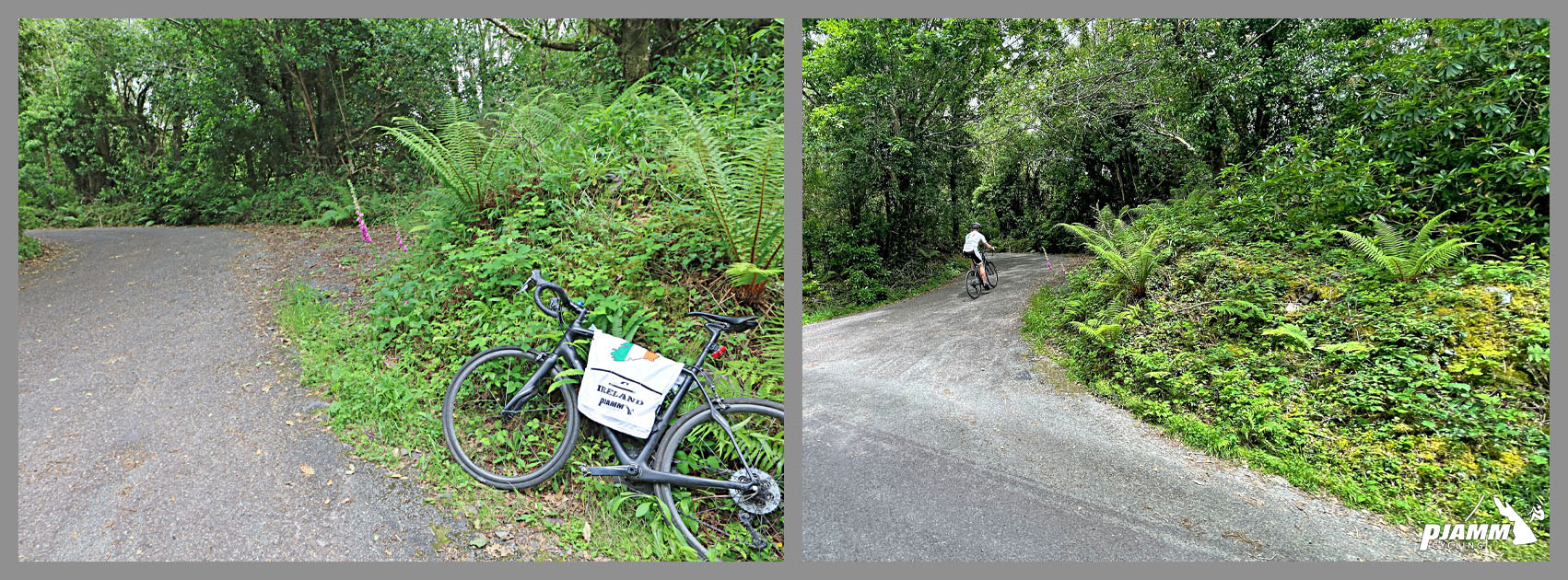 bike parked in ferns on side of road, unmarked forested roadway