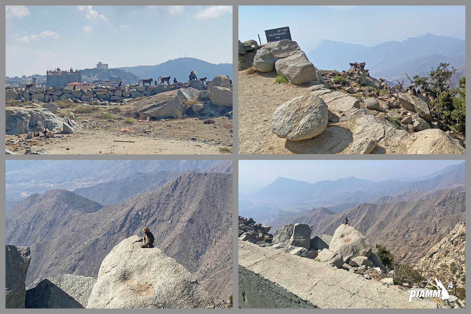 Cycling Sinan Road (Al Meger), Saudi Arabia - baboons play on rock retaining wall on roadside