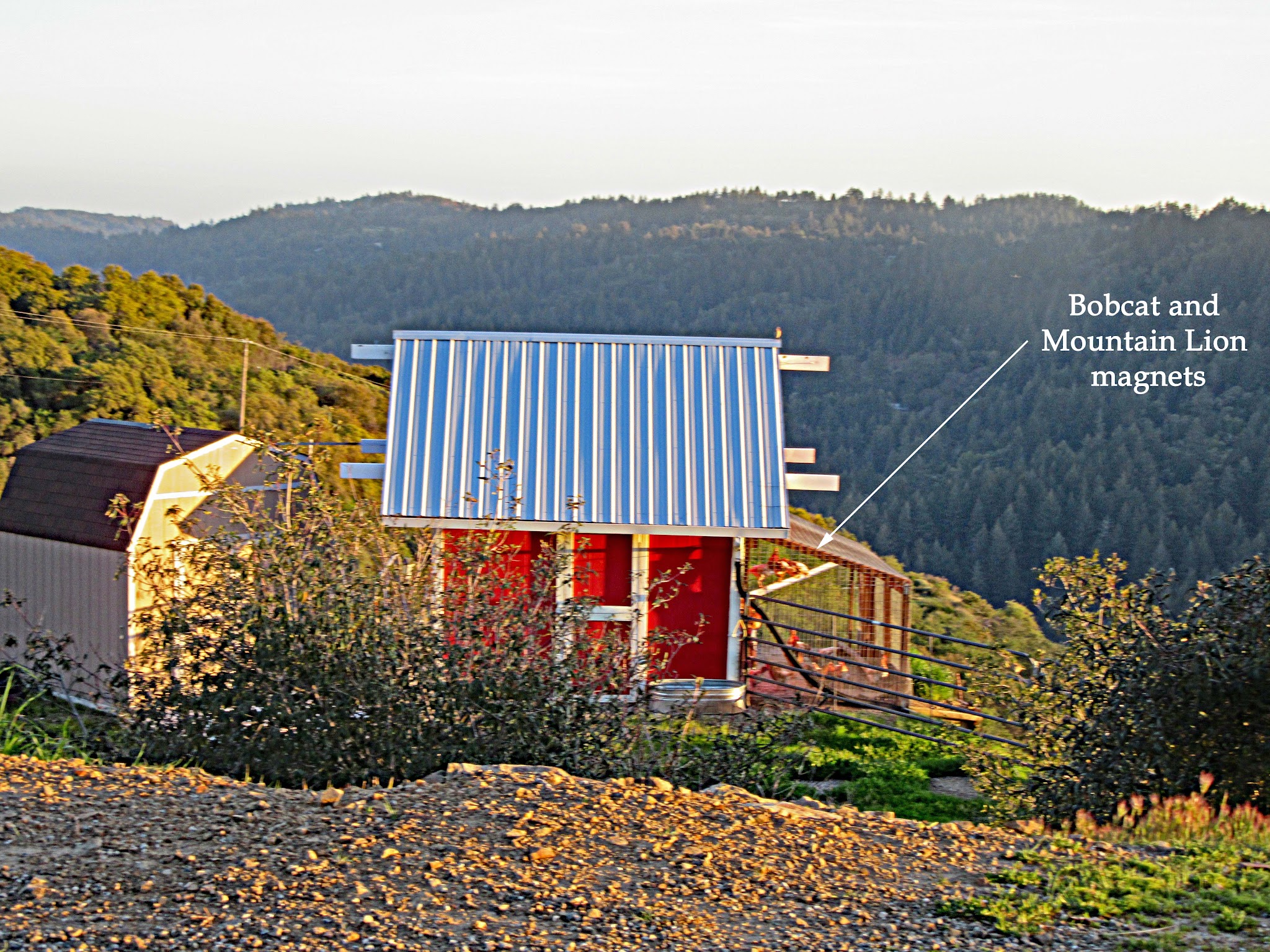 Cycling Bohlman Road, Saratoga, California - red chicken coop on hillside during golden hour, chickens outside of coop