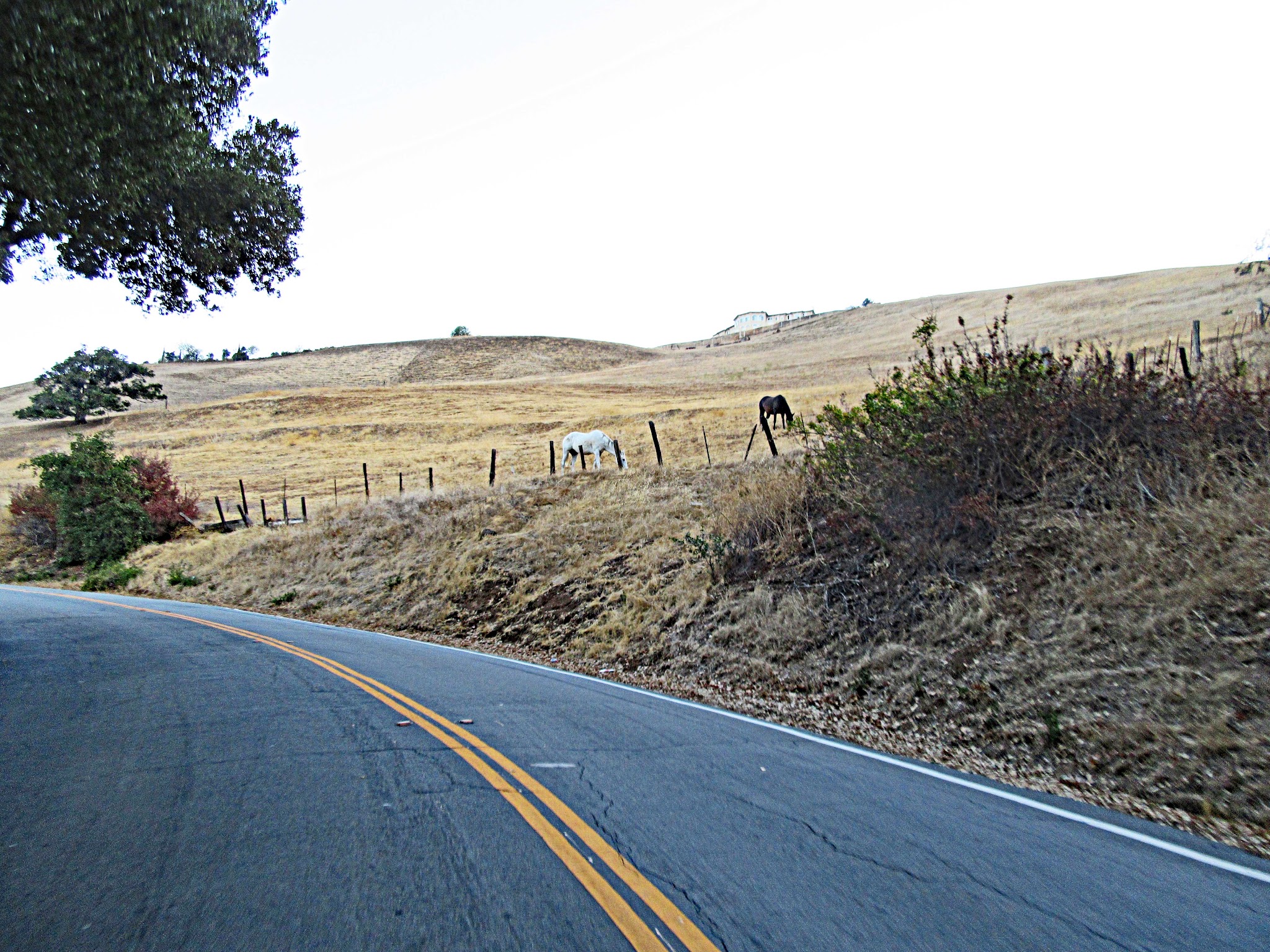 Bicycle climb of Quimby Road - horses and roadway, fields
