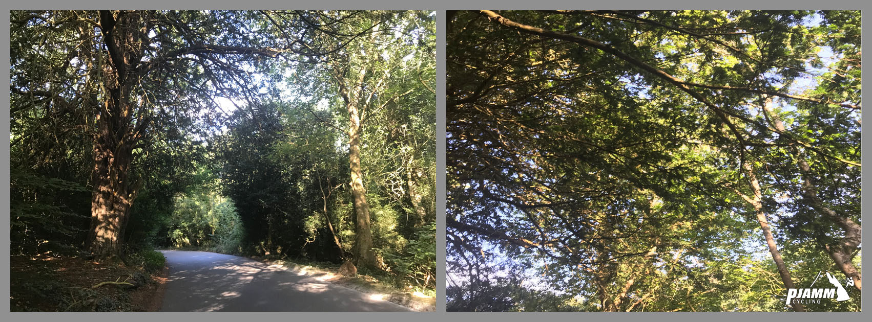 Cycling Box Hill - densely tree-lined roadway, PJAMM Cycling logo in corner