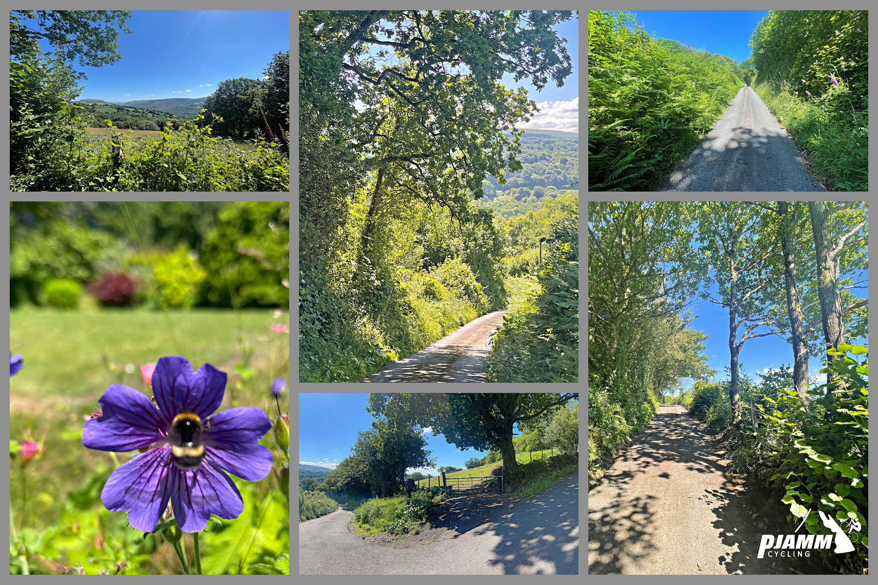 Cycling Llanguicke Road, Wales photo collage highlights foliage, trees, and wildflowers to be found along the climb