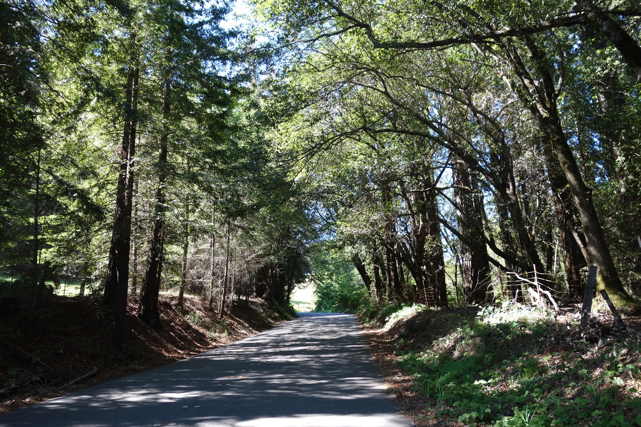 Meyers Grade Bicycle climb Meyers Grade - tree tunnel and road