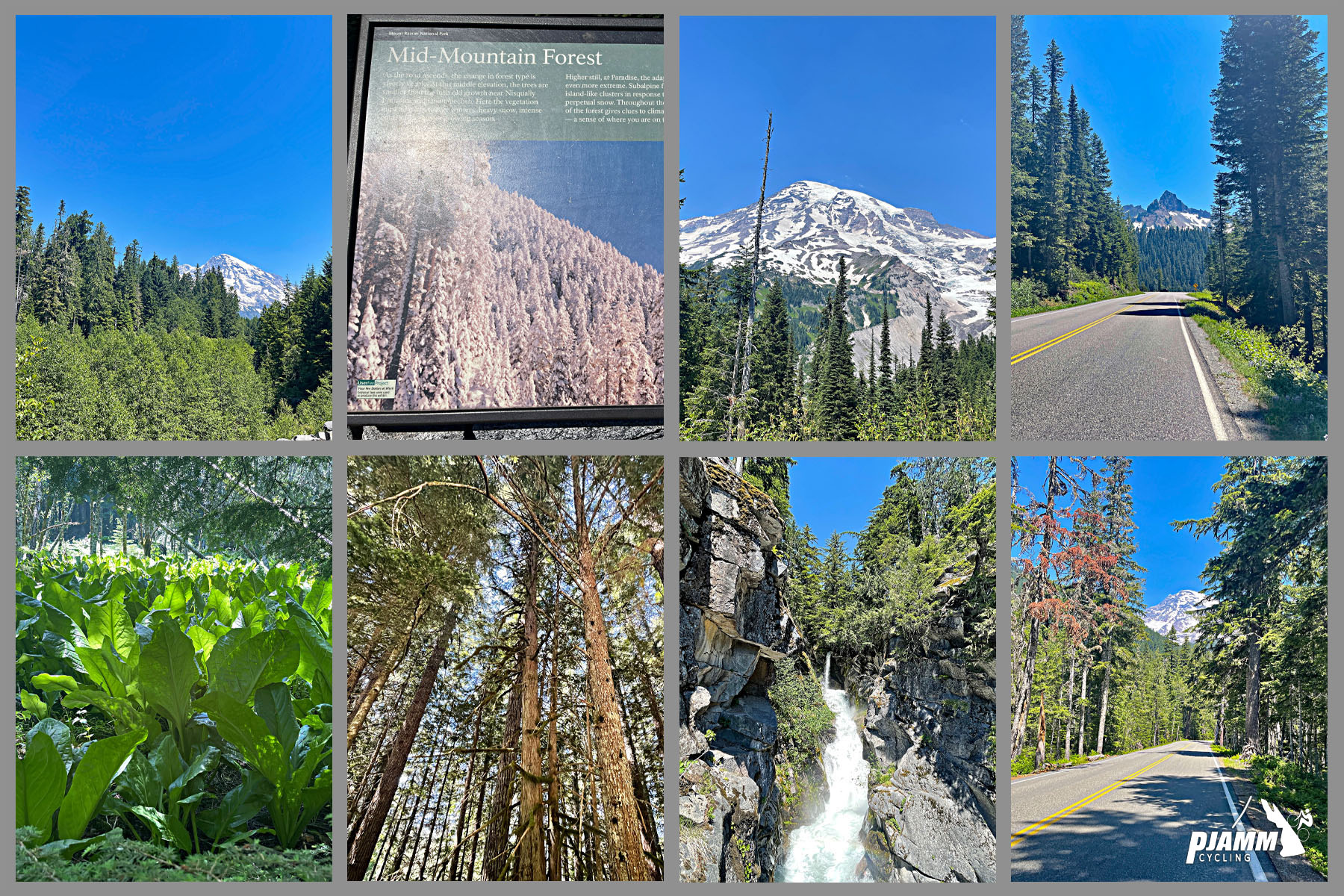 Photo collage, views looking up at huge evergreen trees, roadside waterfall, lush green surroundings, snow-capped Mt. Rainier in distance, PJAMM Cycling logo in corner