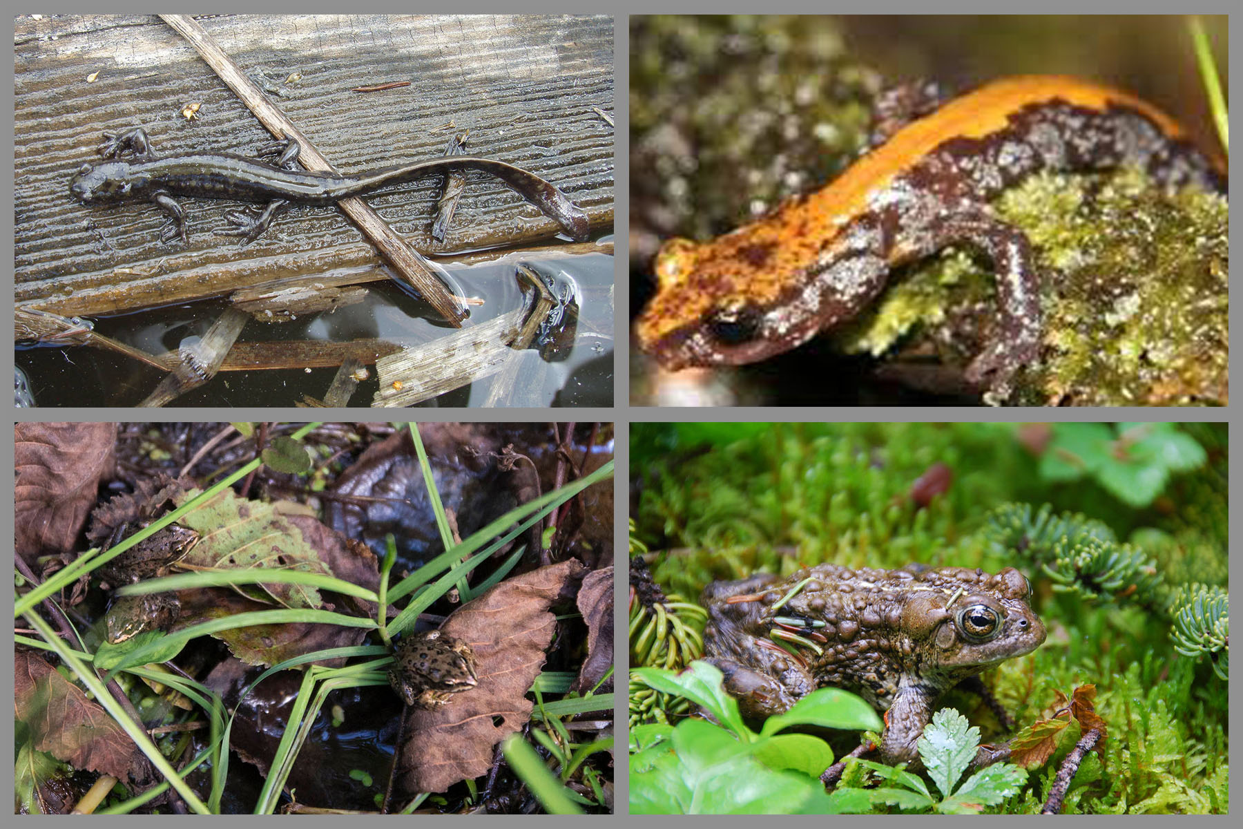 Cycling Mt. Revelstoke, BC, Canada - up close views of long toed salamander, Coeur d'Alene salamander, Columbia spotted frog, and western toad 