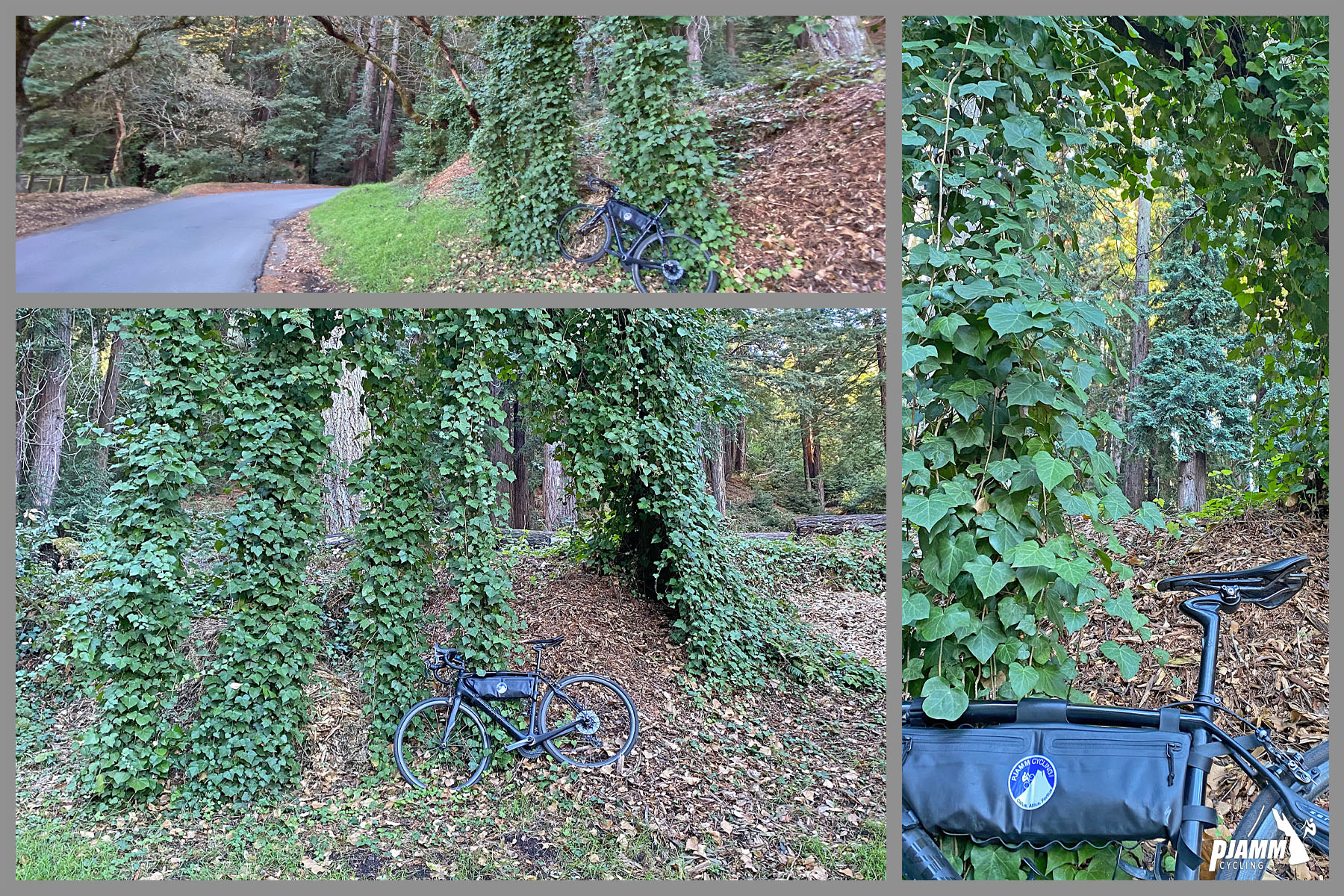 Cycling Old La Honda Road, California - bike parked at base of ivy-covered tree bases