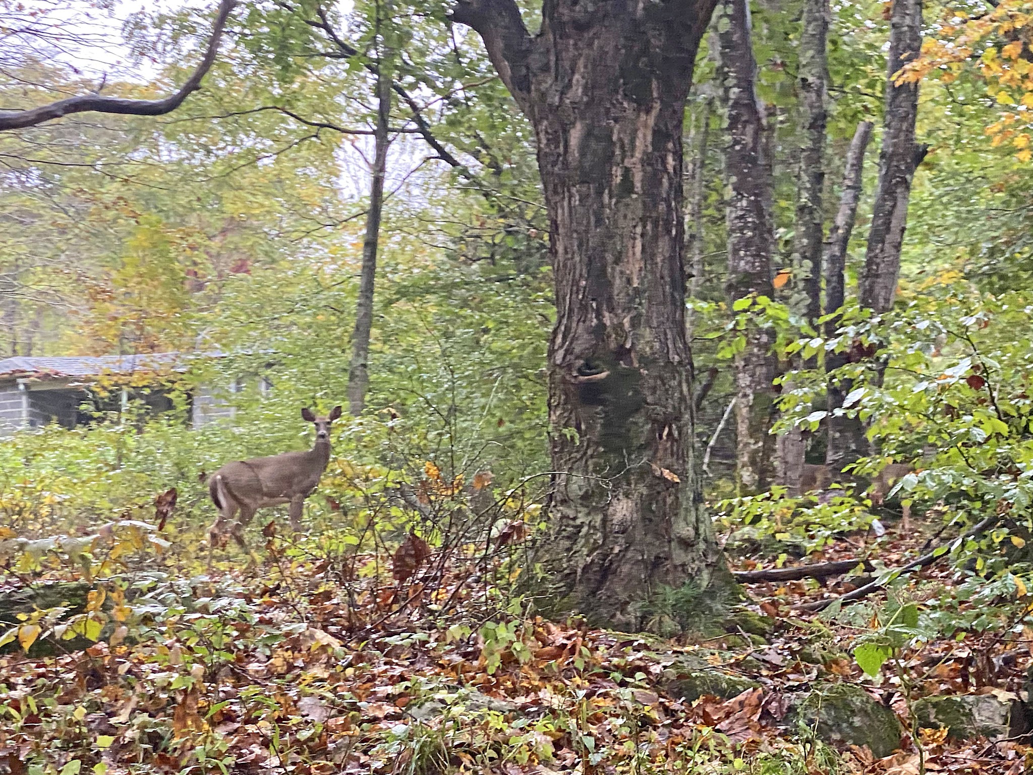 Cycling Doe Creak Road, Route 613, Virginia Cycling Doe Creak Road, Route 613, Virginia - deer in green grass in forested area