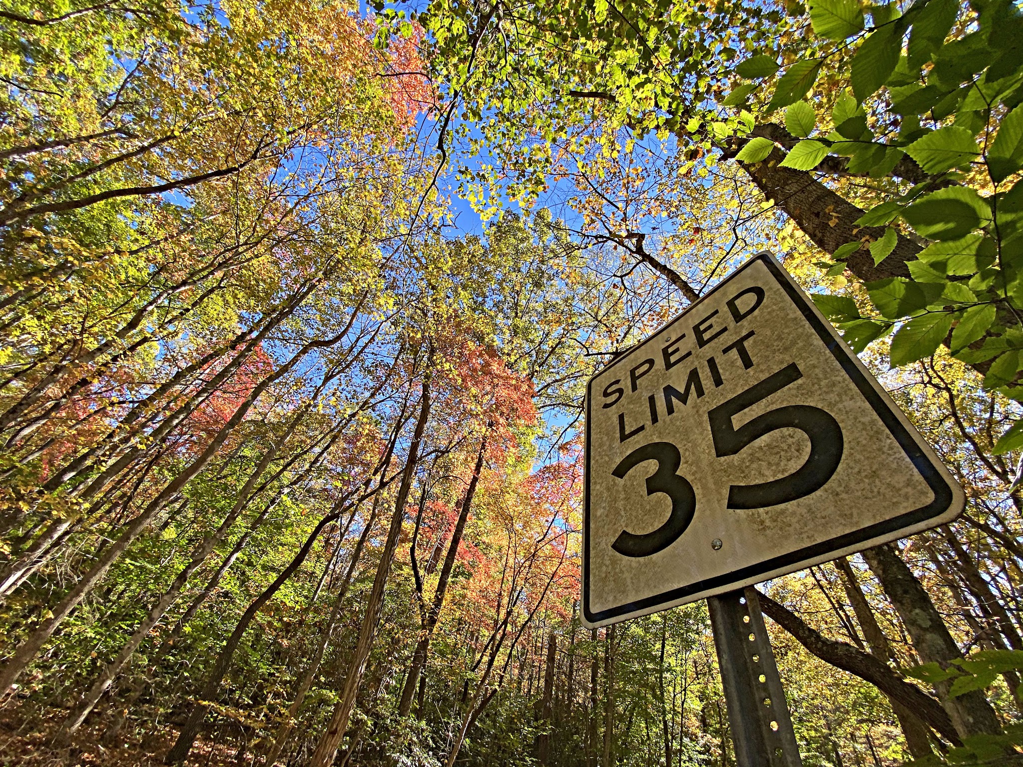 Cycling Mt. Pisgah, Route 151, North Carolina - looking up from a 35 MPH sign to the dense fall foliage tree cover above