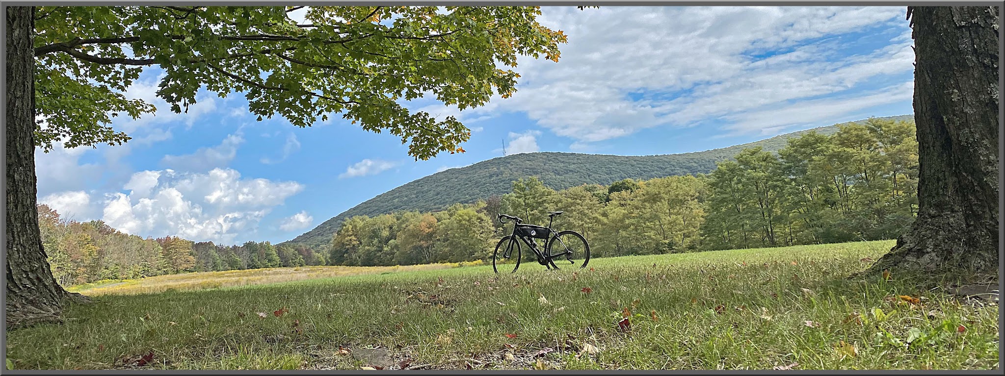Cycling Blue Knob/Pavia Road, Pennsylvania - bike parked in center of grassy field with large oak tree, blue sky and hillsides behind in distance