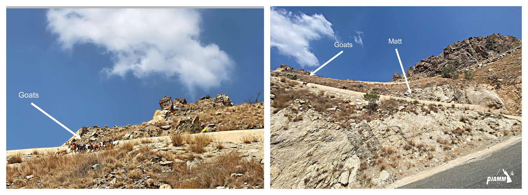 Cycling Baniamr Aquabah Pass, Saudi Arabia - goats and goat herder on climb