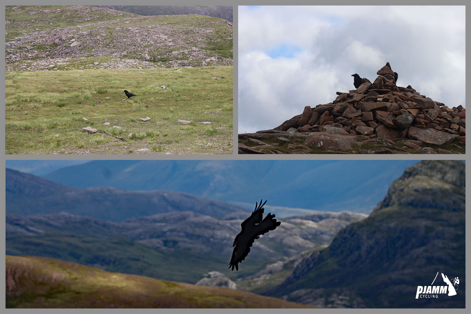 birds of prey along the climb