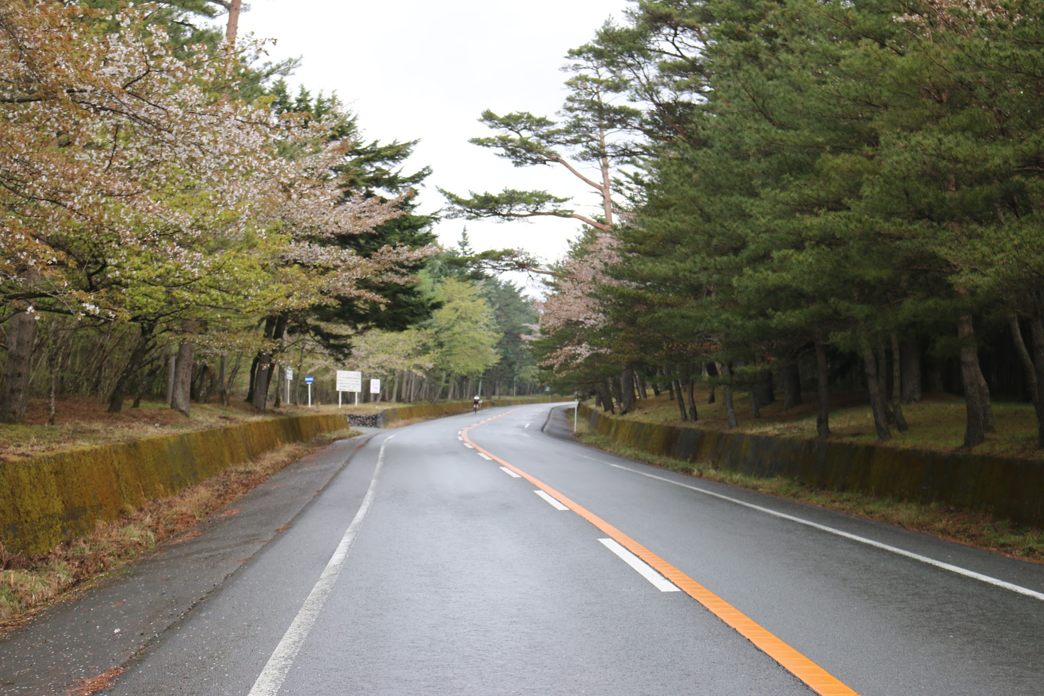 Bicycle climb Mt. Fuji Azami Line - cyclist on roadway with cherry trees in blossom 