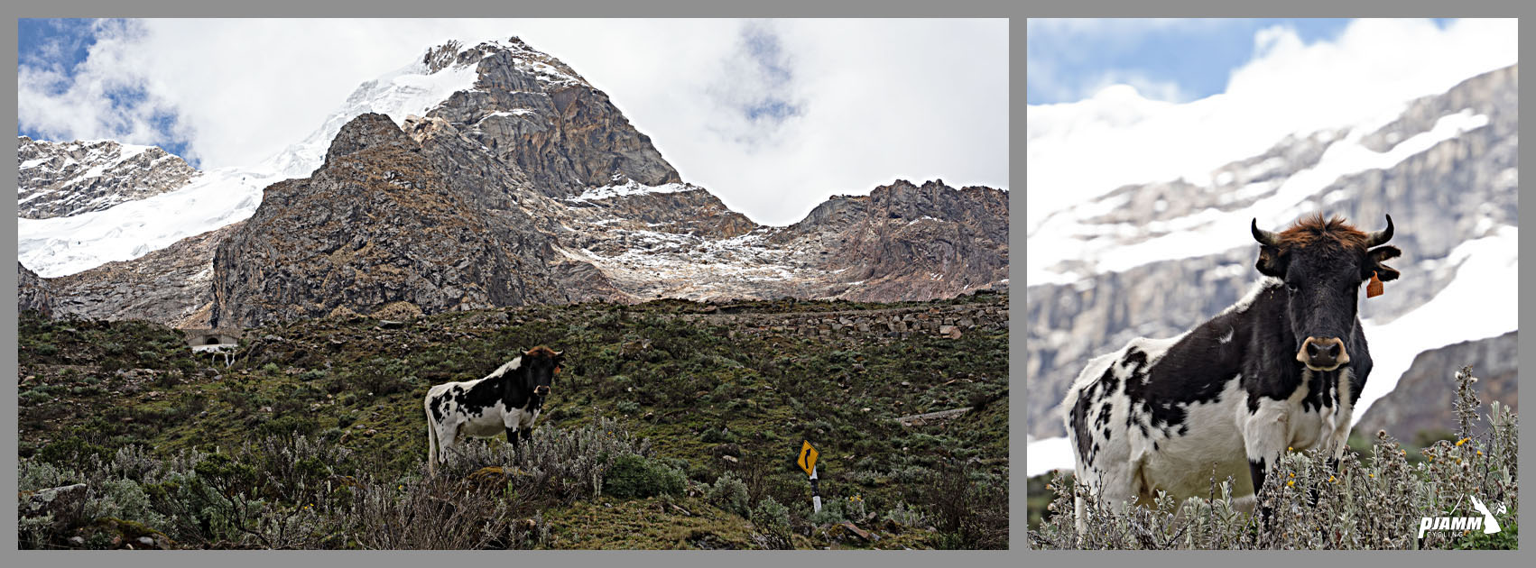 Cycling Punta Olimpica East, Peru - a mountain dwelling black and white cow with small horns and a red tag in its ear poses for the camera in front of stunning snow covered rock formations 