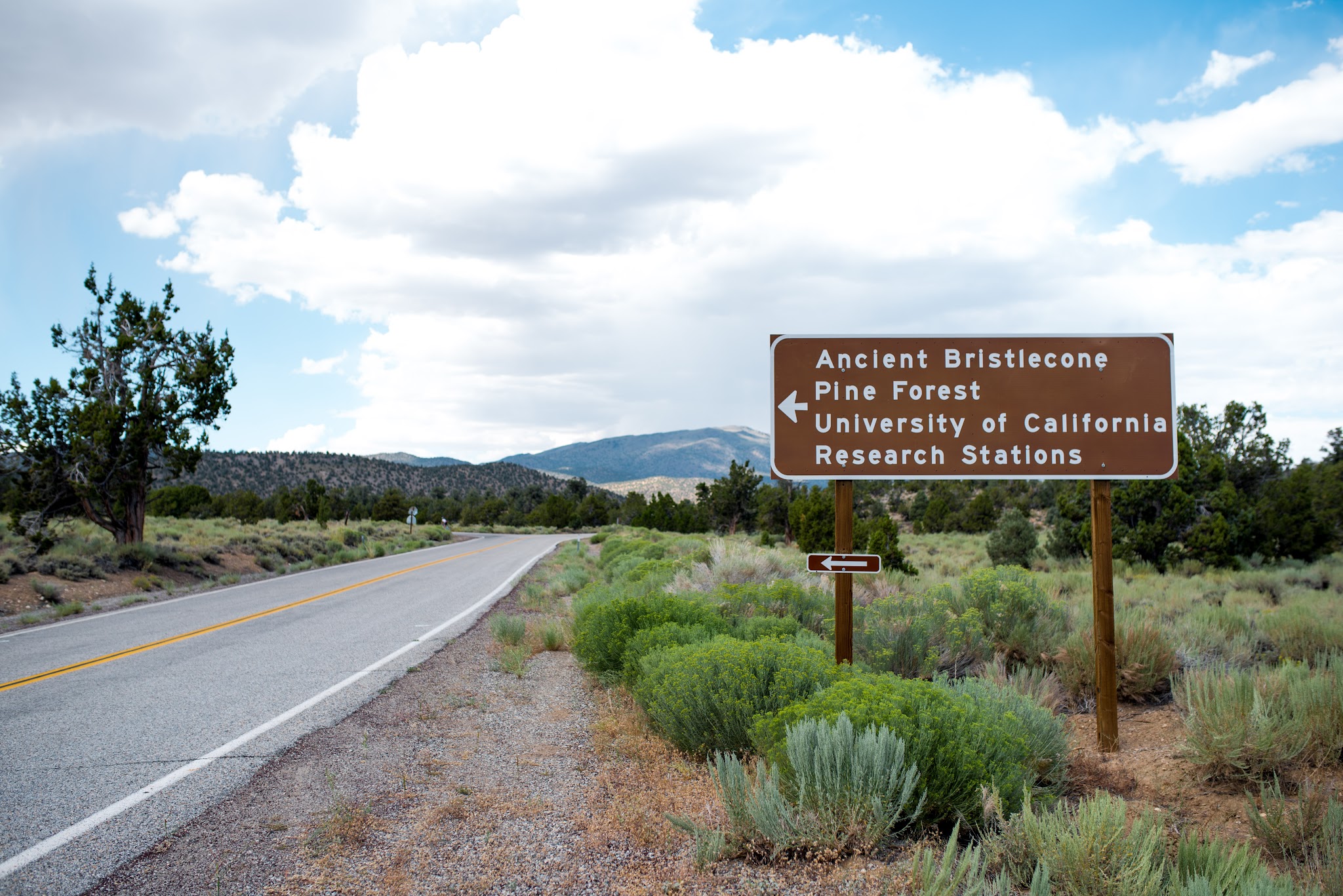 White Mountain Road bike climb - Bristlecone Forest sign, roadway and mountains