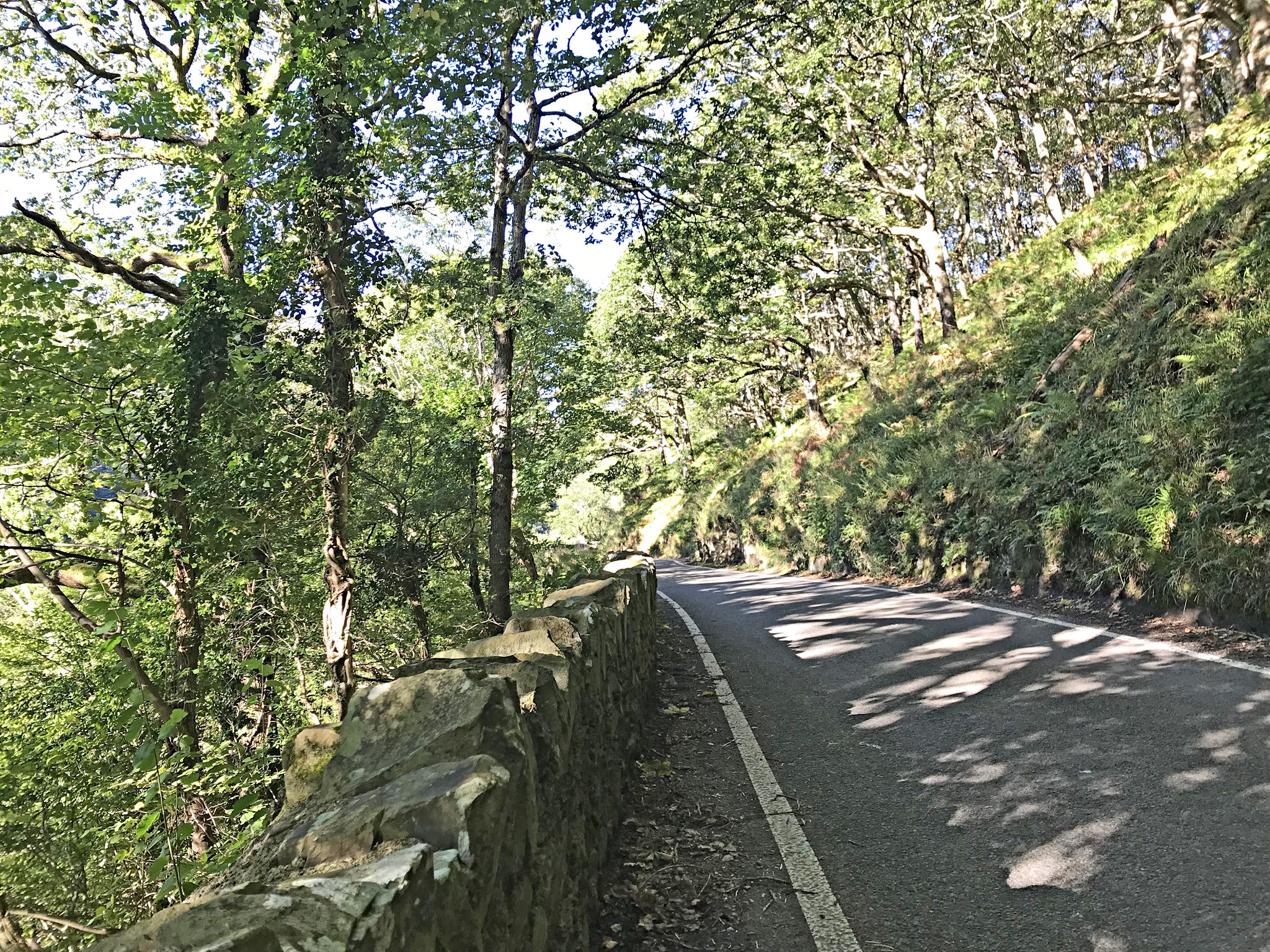 Cycling Exmoor Forest, England - one lane roadway lined with dense tree coverage