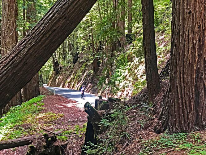 Tunitas Creek Bike Climb - PJAMM Cycling