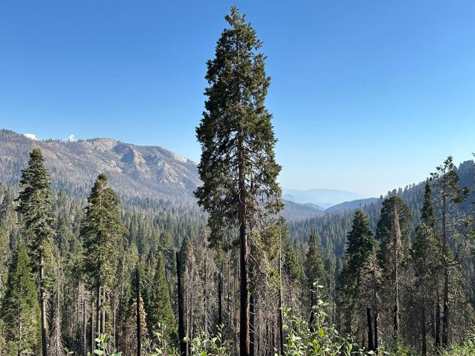 Dry Creek to Kings Canyon Bike Climb - PJAMM Cycling