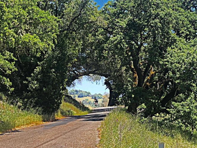 Pine Mountain Road Bike Climb - PJAMM Cycling